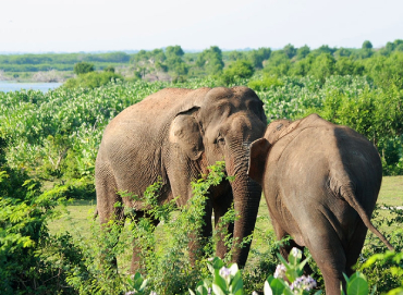 Bundala National Park