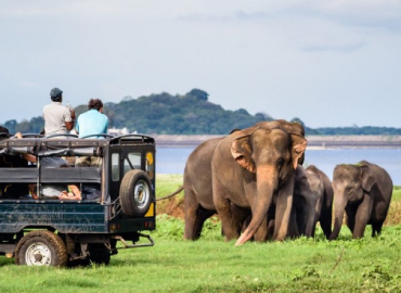 Guided Safari Game Drives In Wilpattu